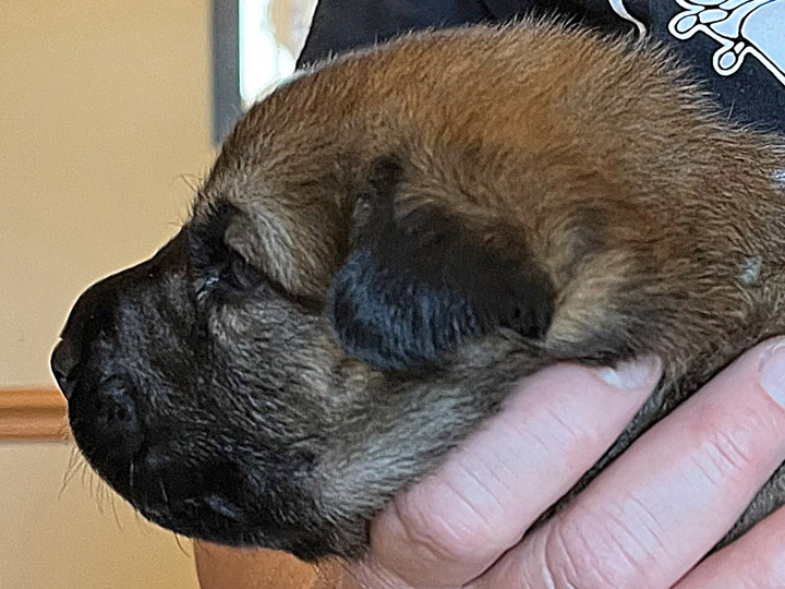 chinook puppy